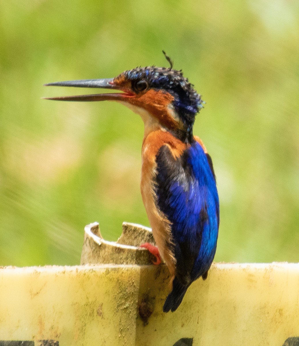 Malagasy Kingfisher - ML221778381