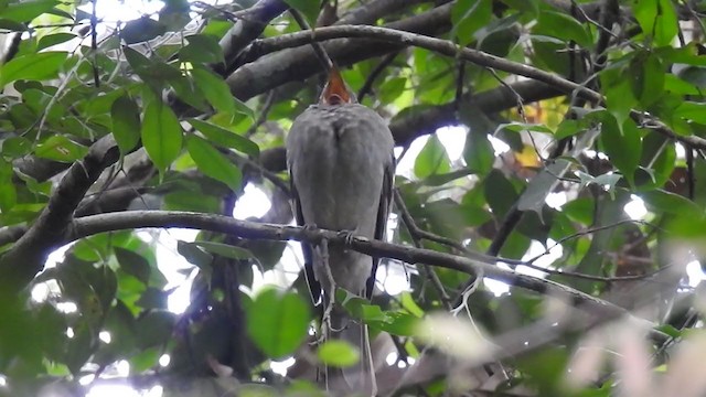 Screaming Piha - ML221779901