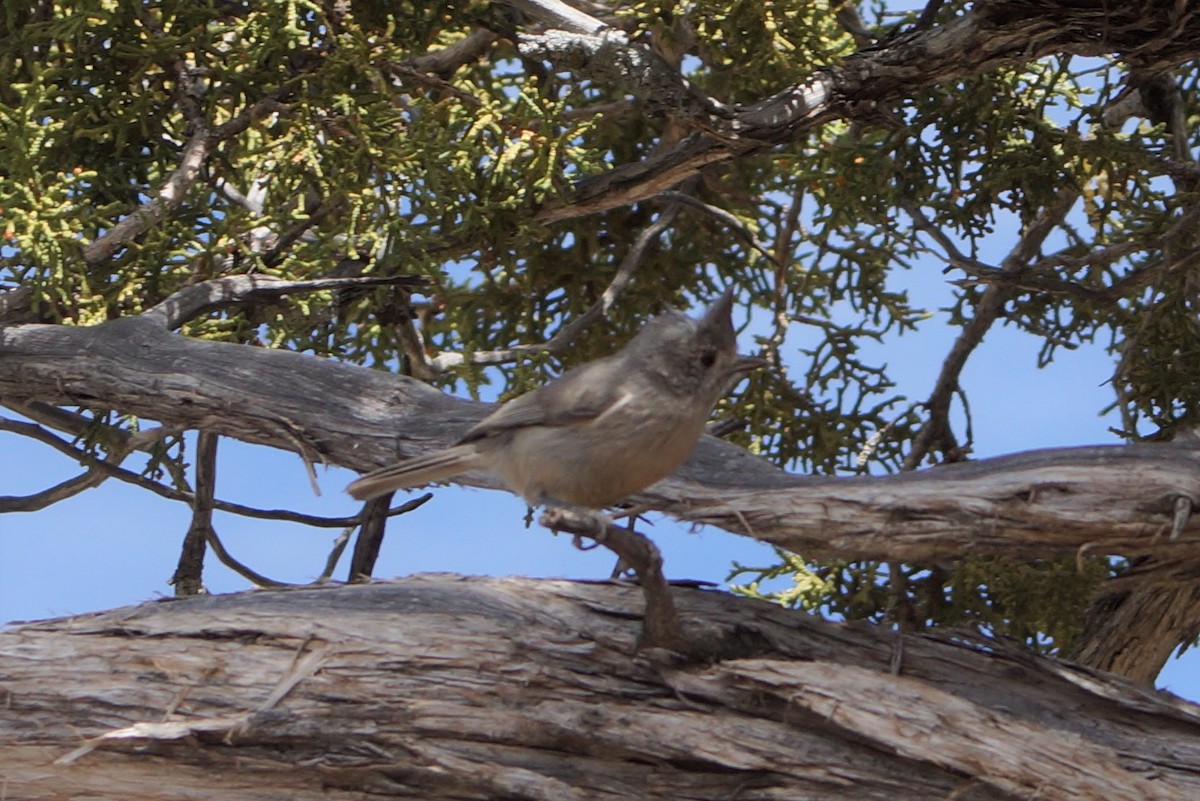 Juniper Titmouse - Steve Myers