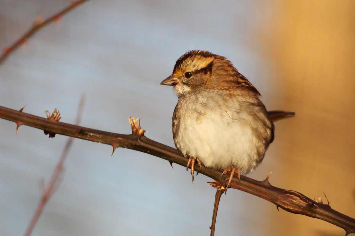 White-throated Sparrow - ML22178161