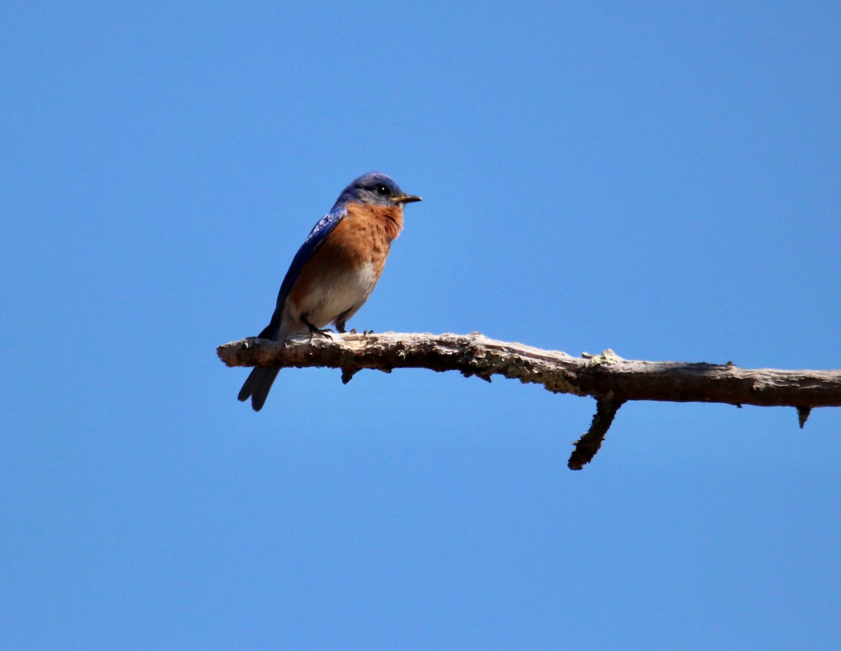 Eastern Bluebird - ML221781881