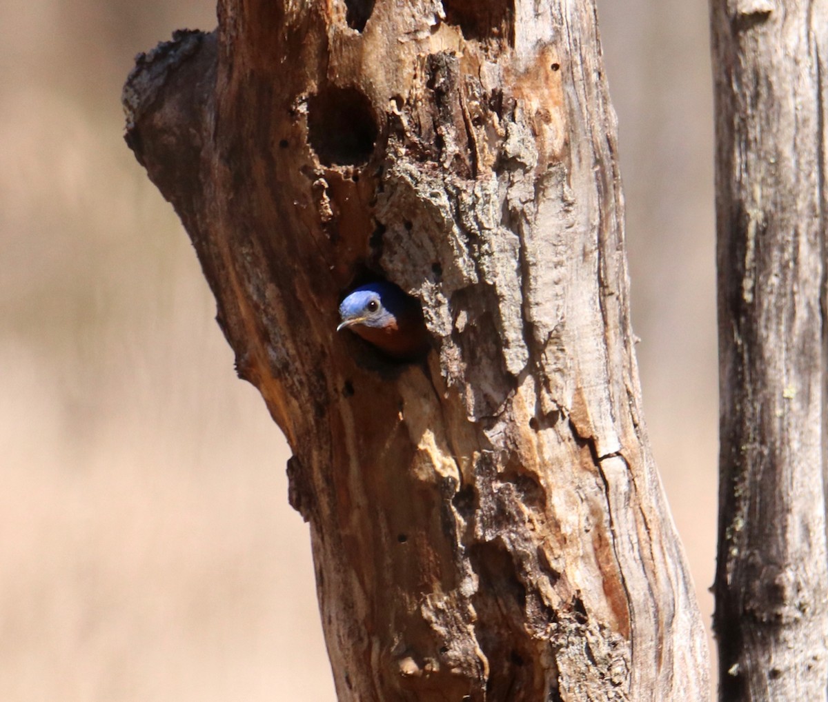 Eastern Bluebird - ML221781901
