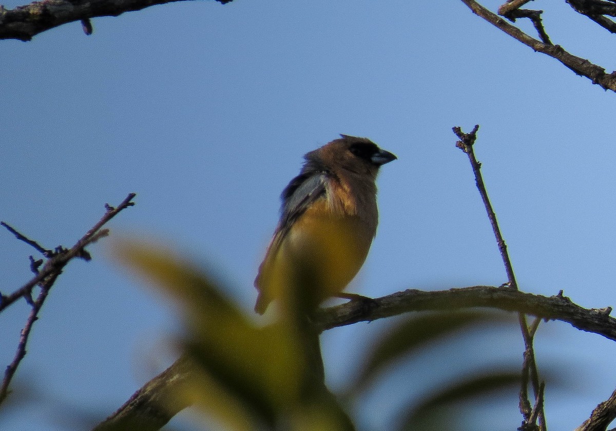 Cinnamon Tanager - Lys Souza