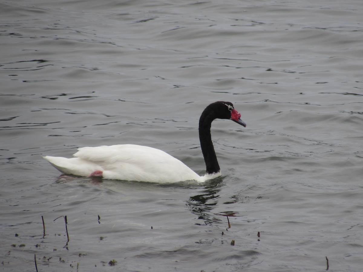 Black-necked Swan - ML221782721