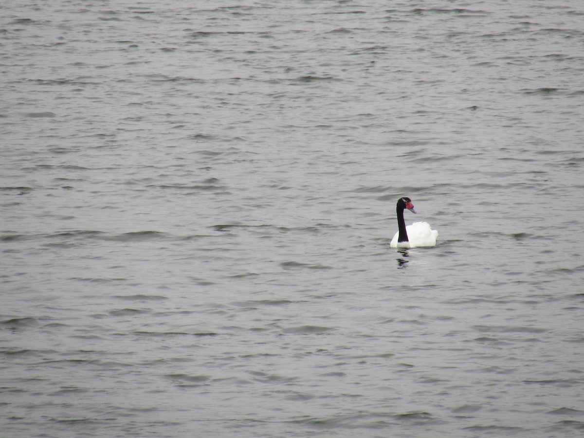 Black-necked Swan - ML221782781