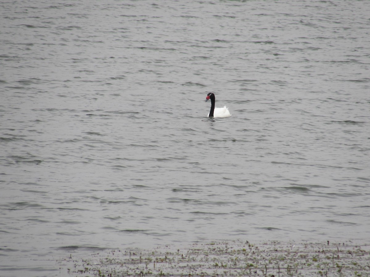 Black-necked Swan - ML221782791