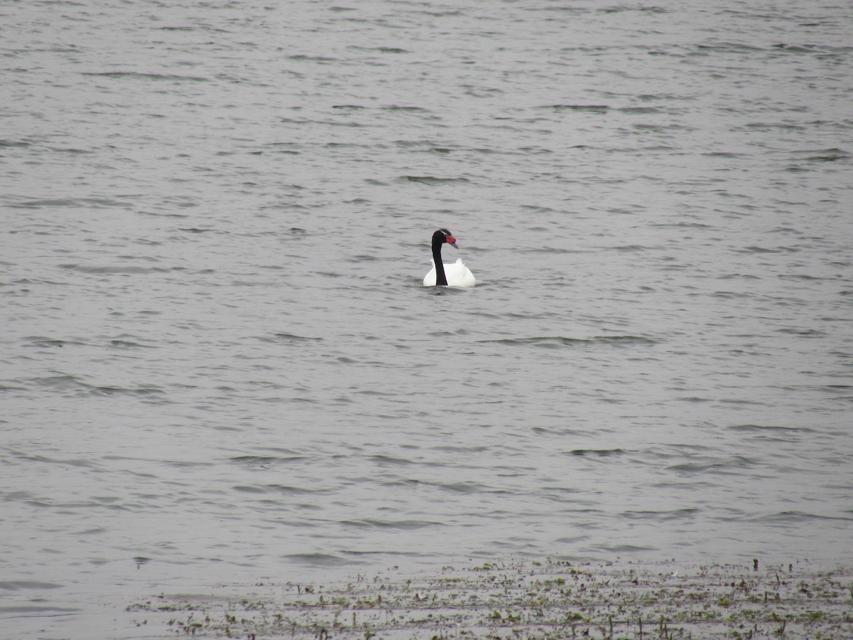 Black-necked Swan - ML221782801