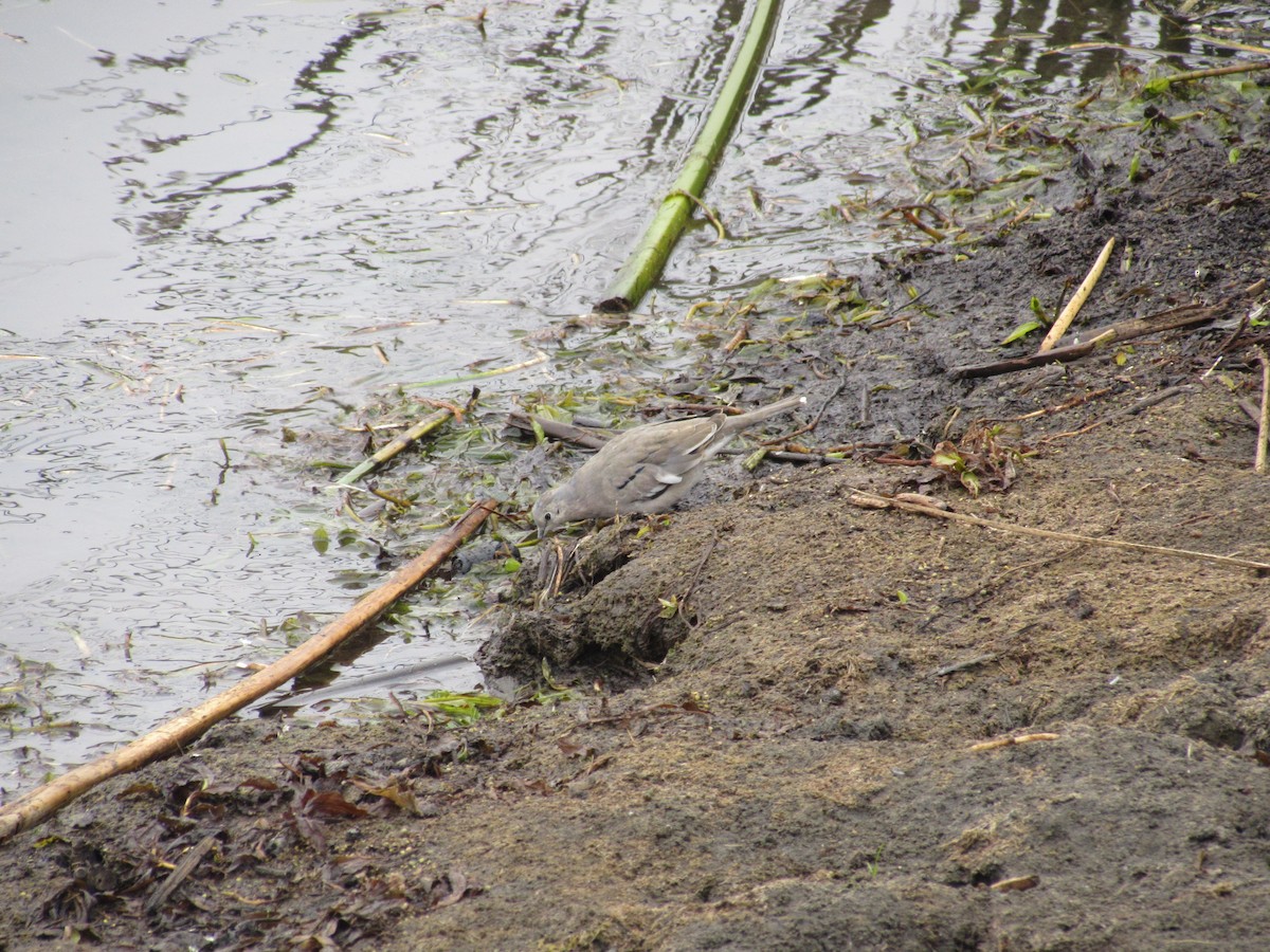 Picui Ground Dove - ML221782861