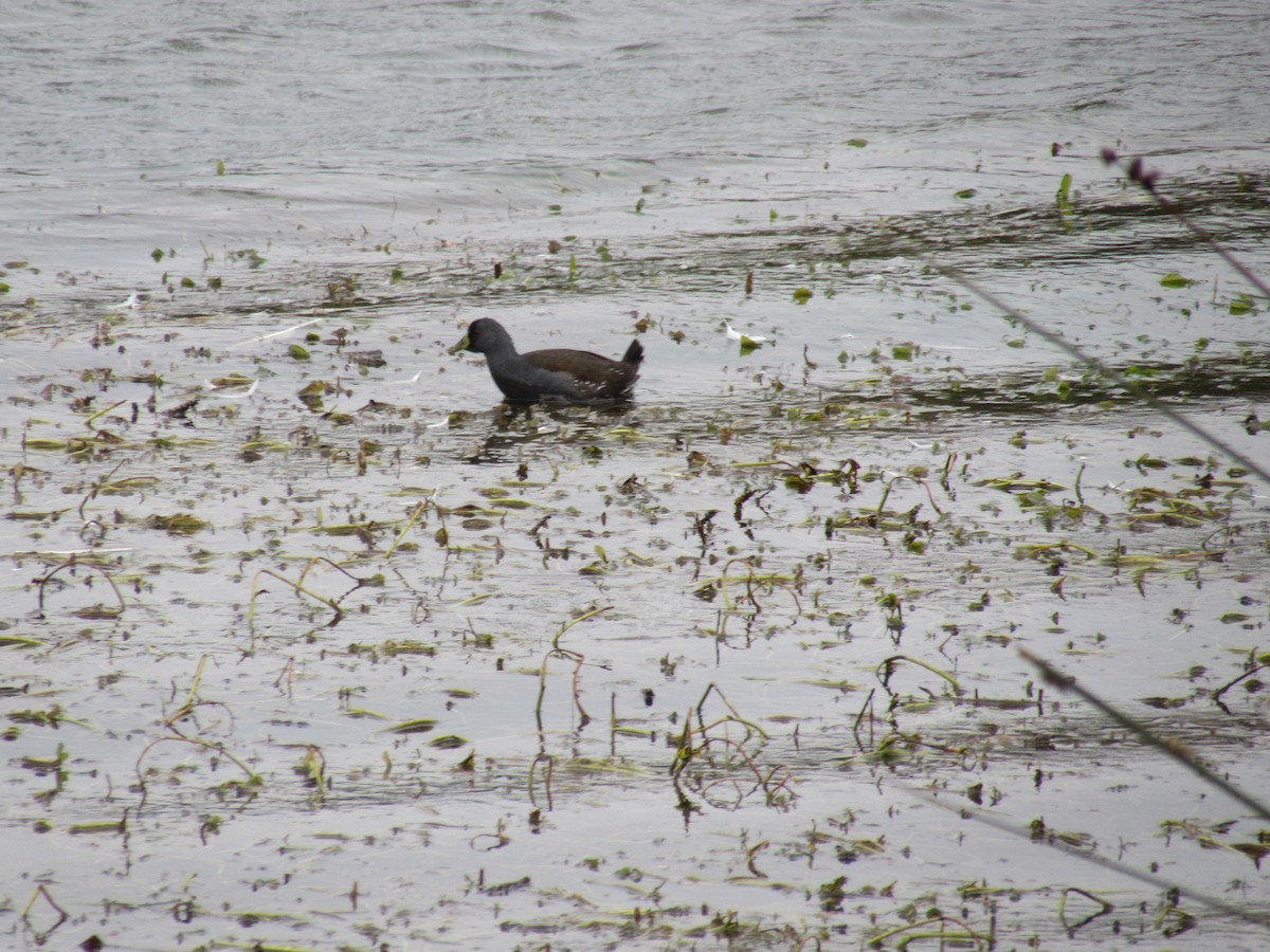 Spot-flanked Gallinule - ML221782991