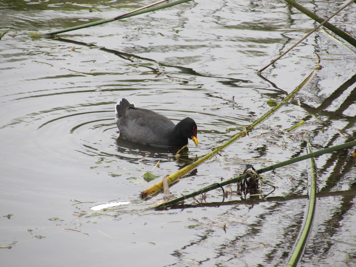 Red-fronted Coot - ML221783021