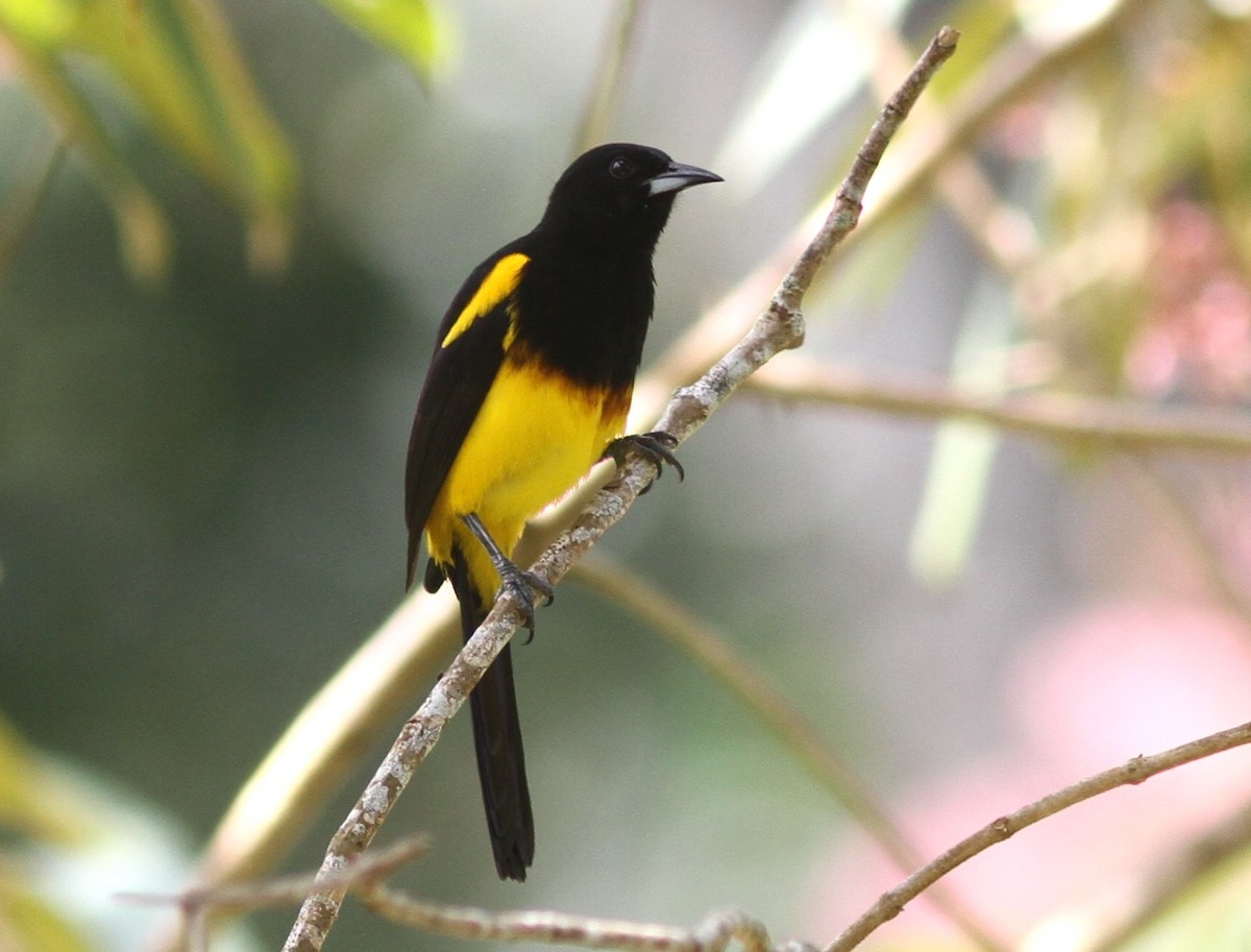 Black-cowled Oriole - ML221783191