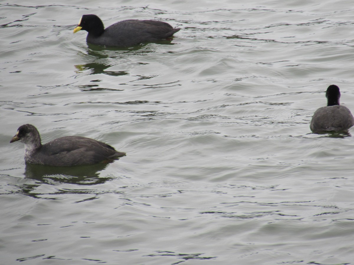 Red-gartered Coot - ML221783261