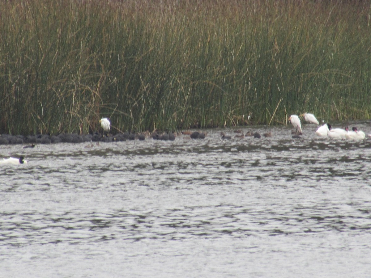 Great Egret - ML221784681