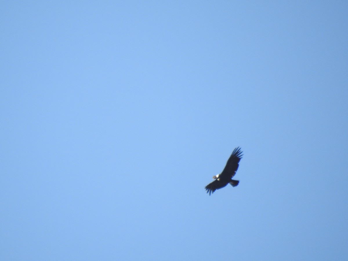 Andean Condor - Saskia Hostens