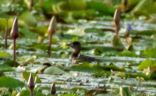 White-backed Duck - ML221785051