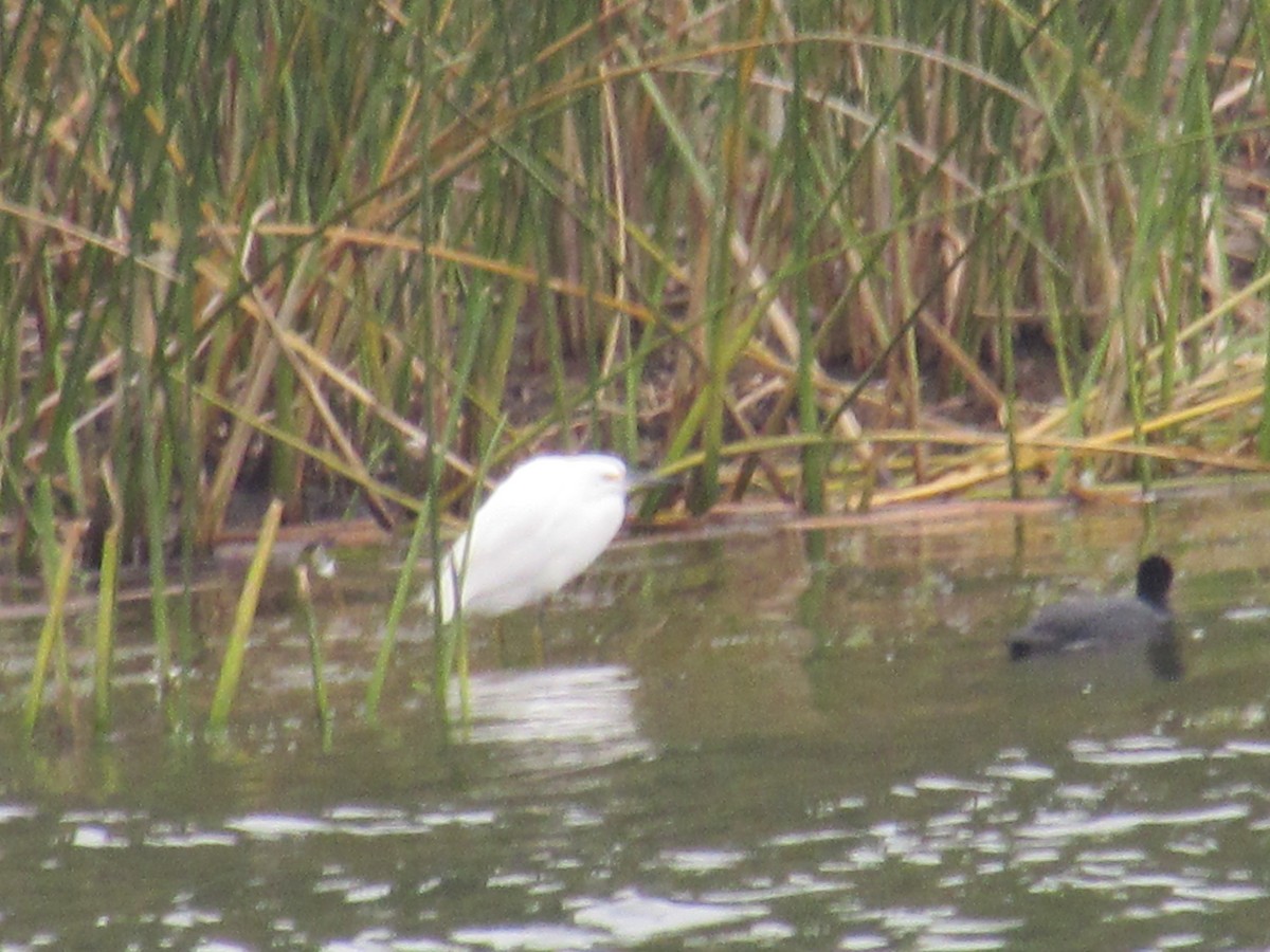 Snowy Egret - ML221785341