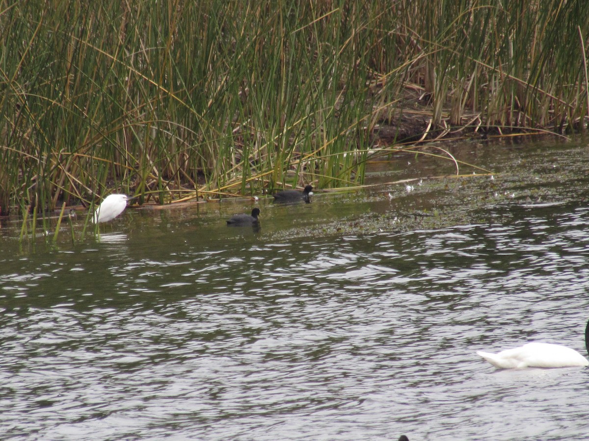 Snowy Egret - ML221785381