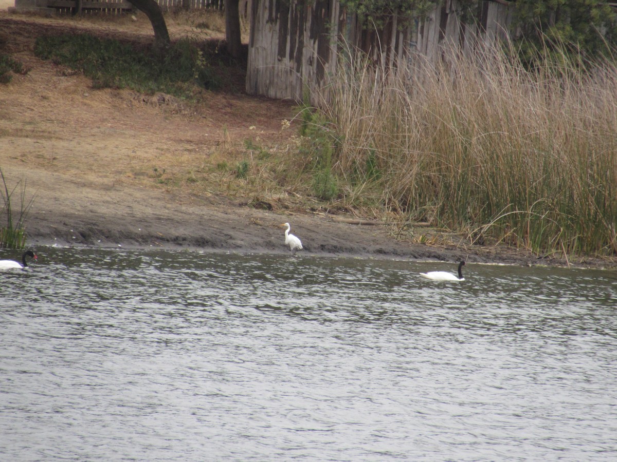 Western Cattle-Egret - ML221785401