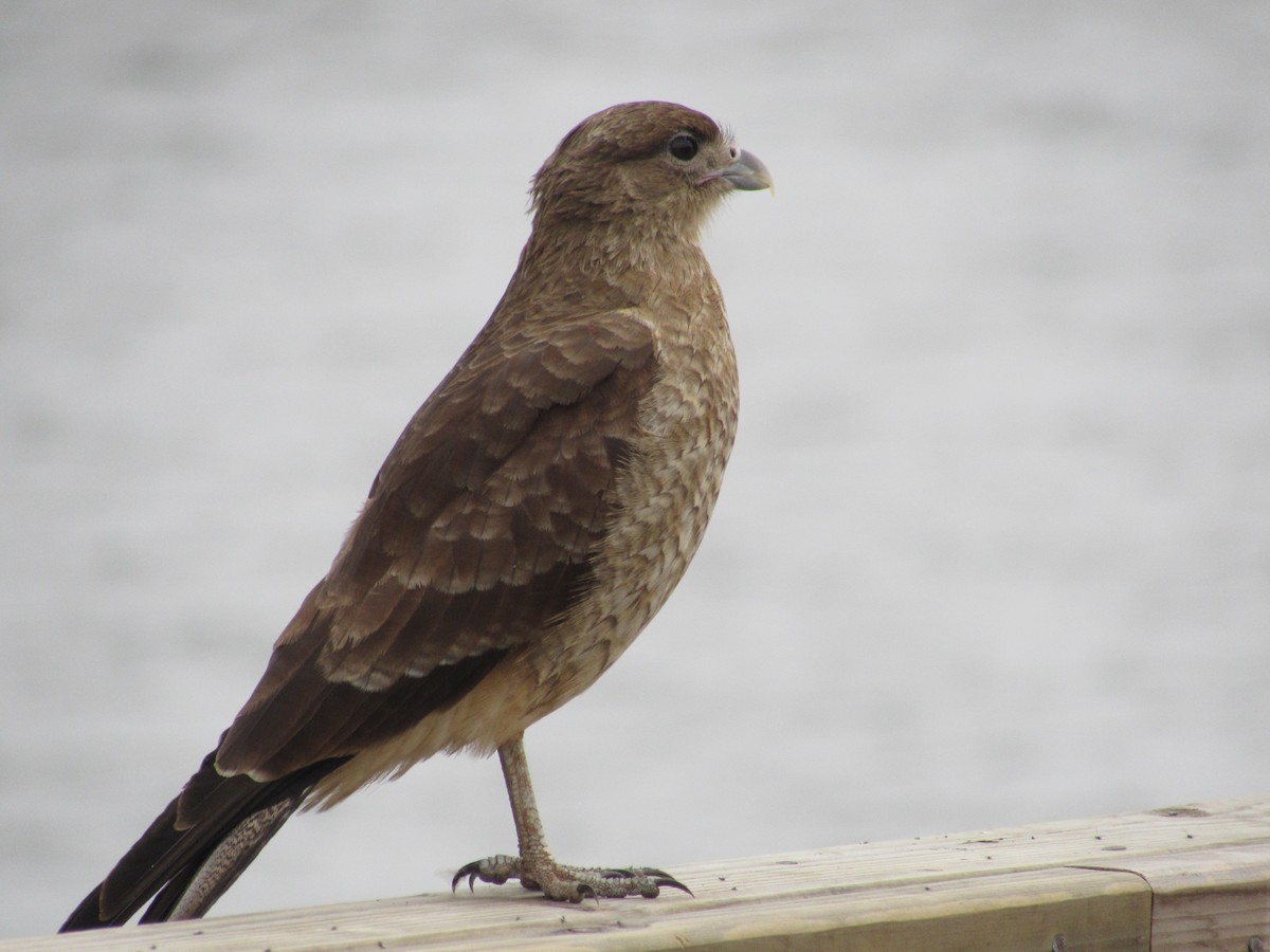 Chimango Caracara - ML221785471