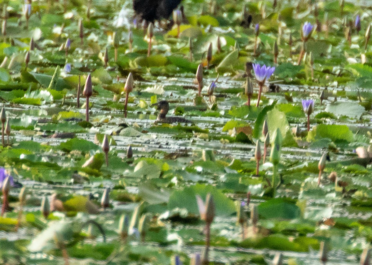 White-backed Duck - ML221785681