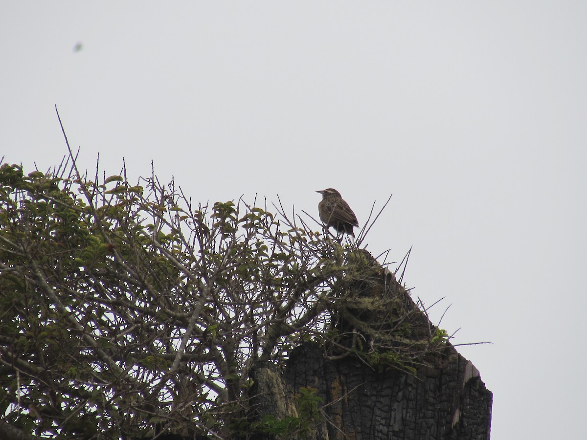 Long-tailed Meadowlark - ML221785751