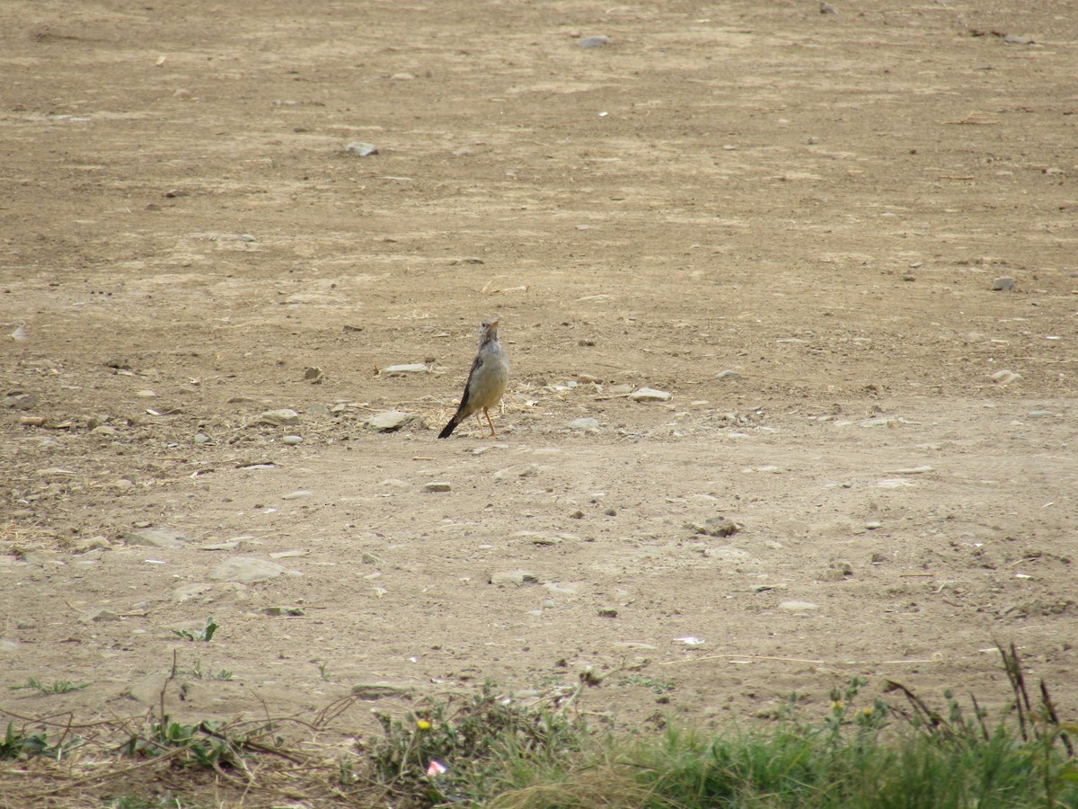 Austral Thrush - ML221785891