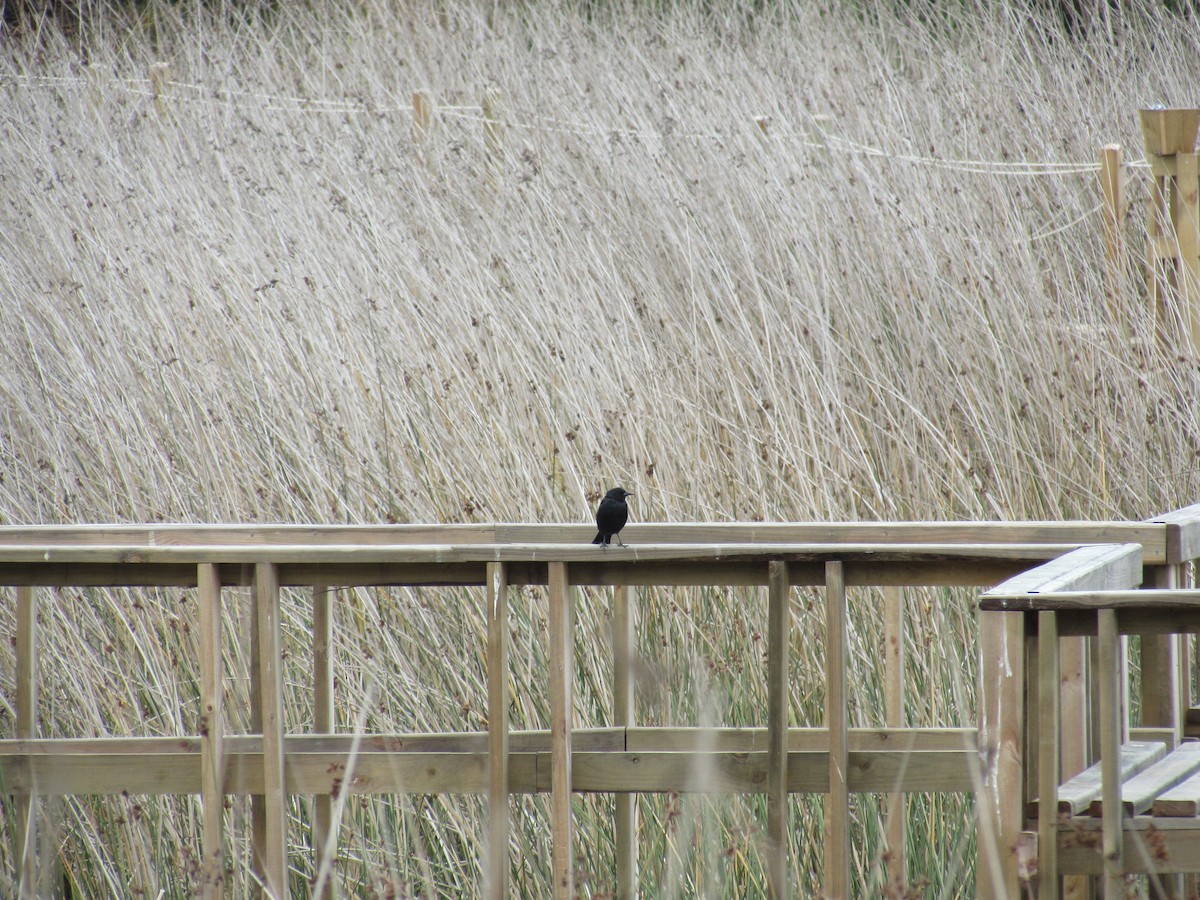 Austral Blackbird - ML221785981