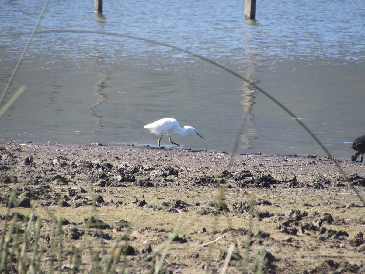 Snowy Egret - ML221787351
