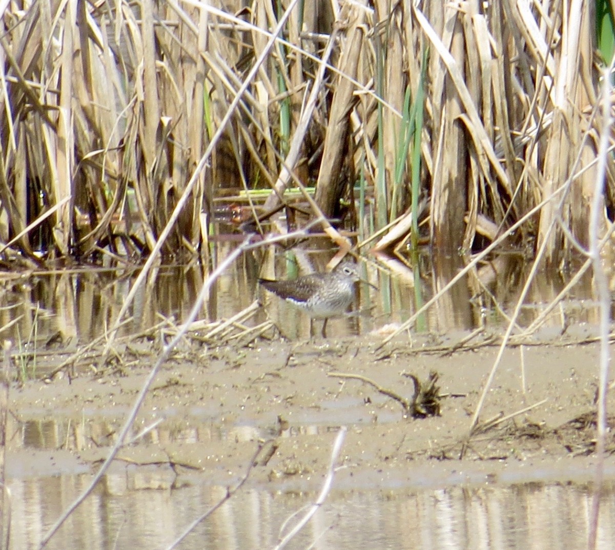 Solitary Sandpiper - ML221787681