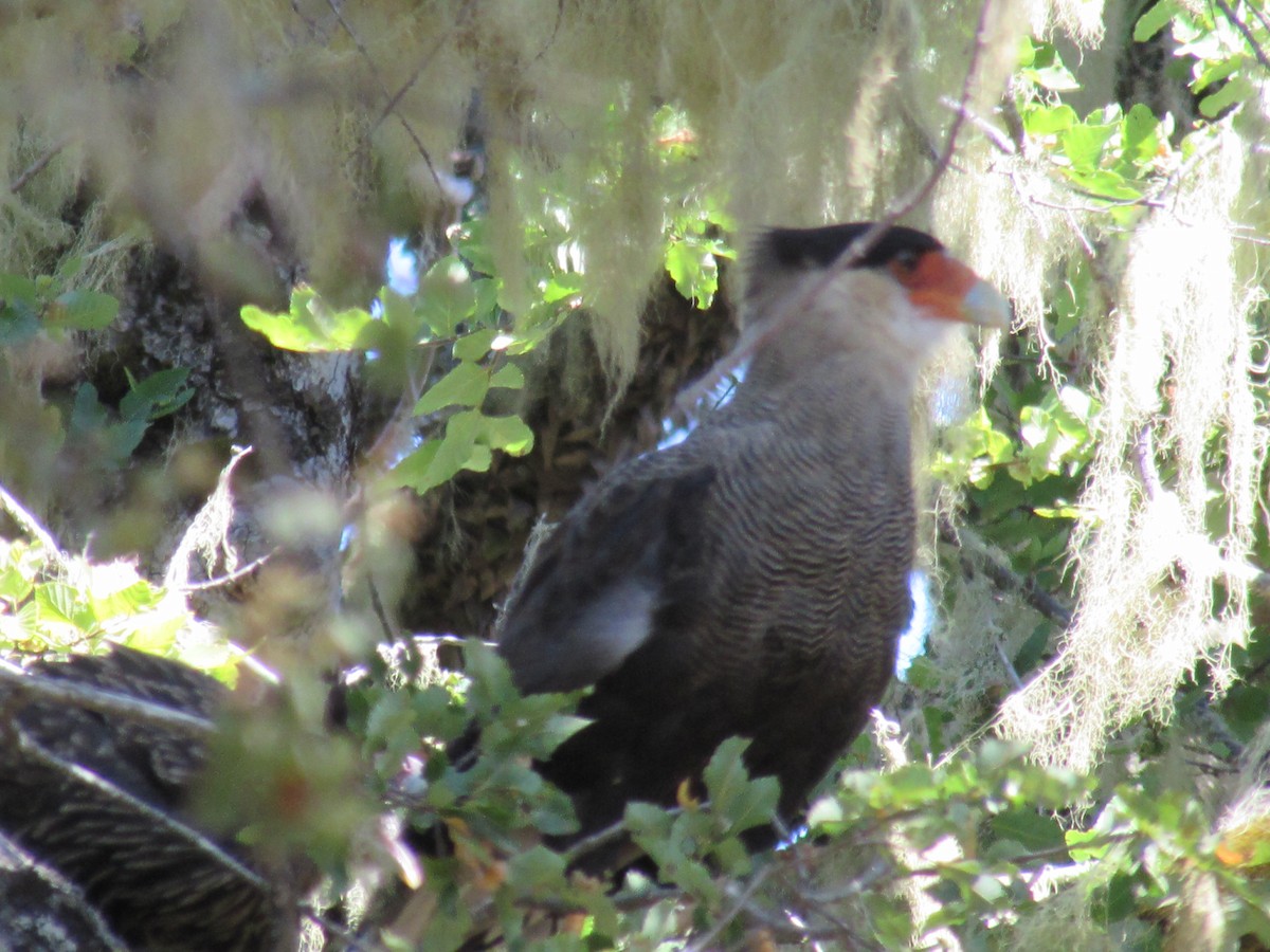 Crested Caracara (Southern) - ML221787721