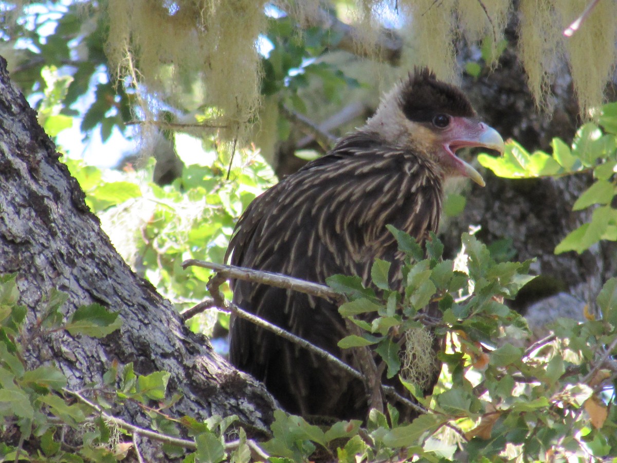 Crested Caracara (Southern) - ML221787731