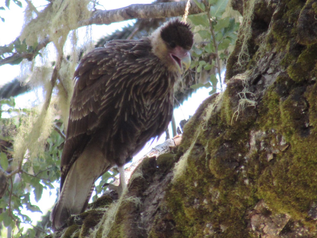 Crested Caracara (Southern) - ML221787761