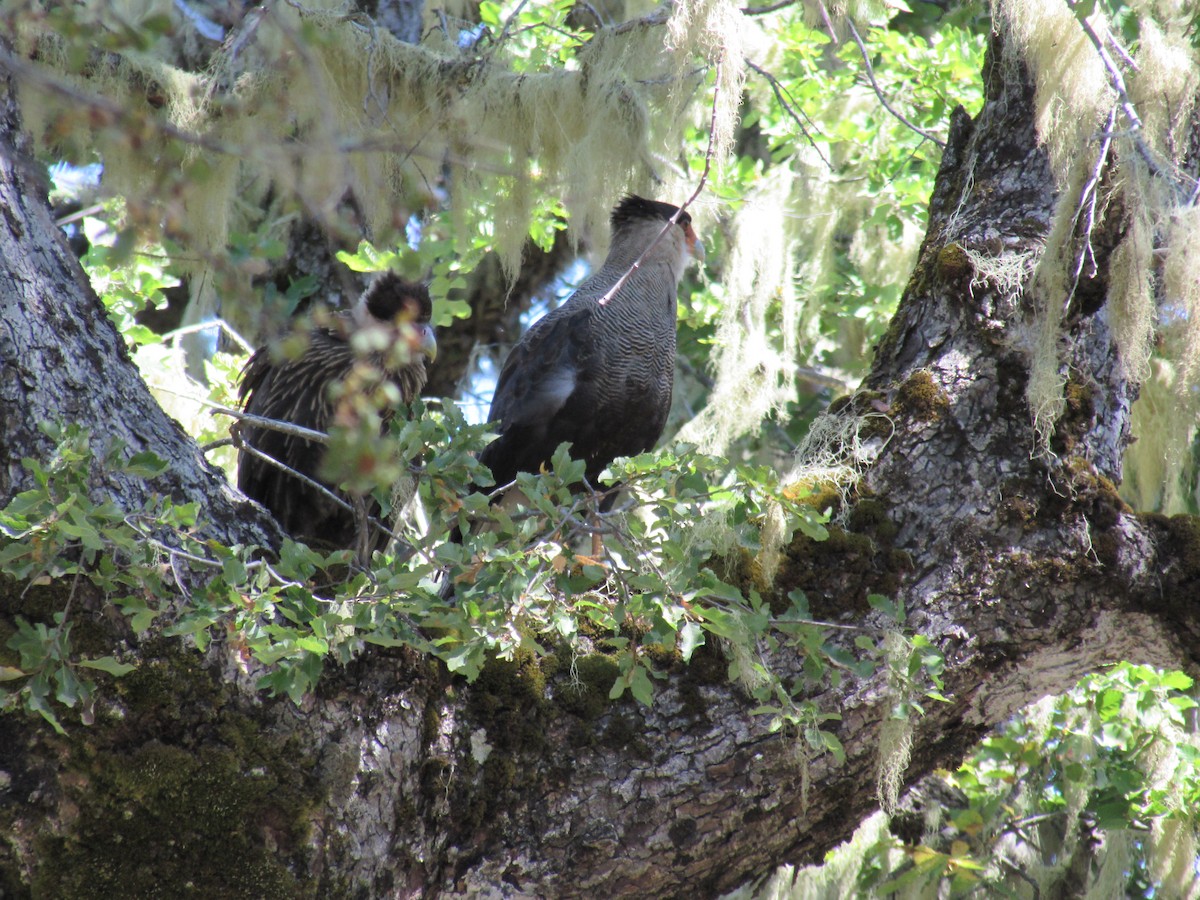 Crested Caracara (Southern) - ML221787791