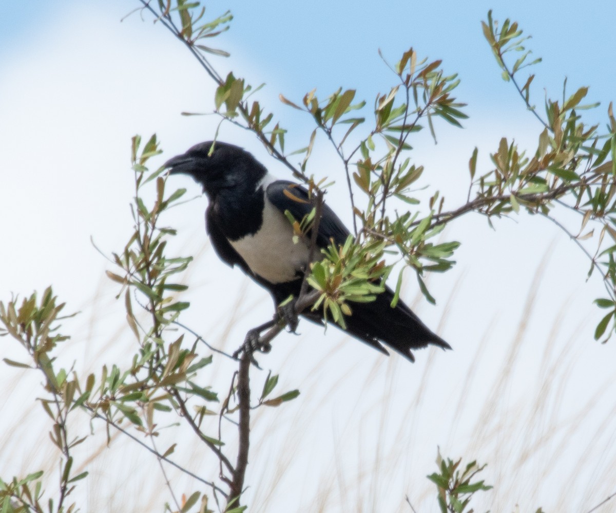 Pied Crow - Susan Mac