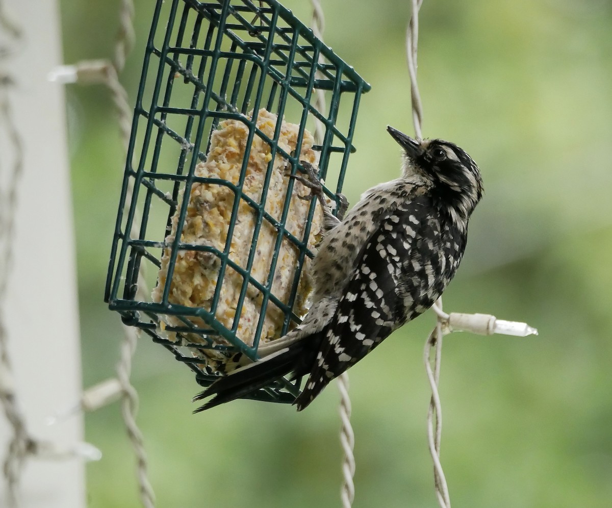 Nuttall's Woodpecker - ML221789851