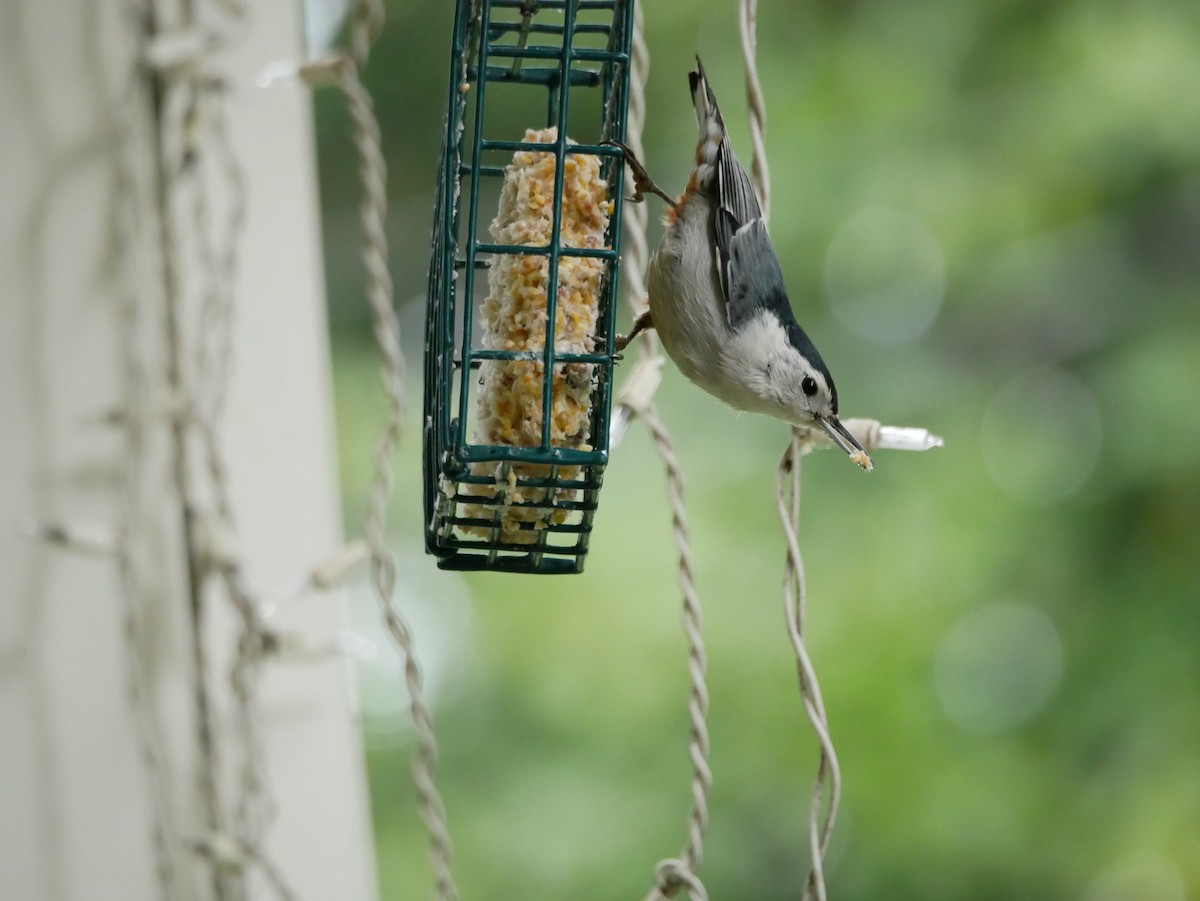 White-breasted Nuthatch - ML221790021