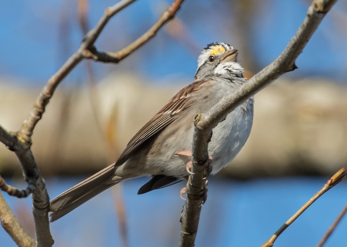 White-throated Sparrow - Nick Balachanoff