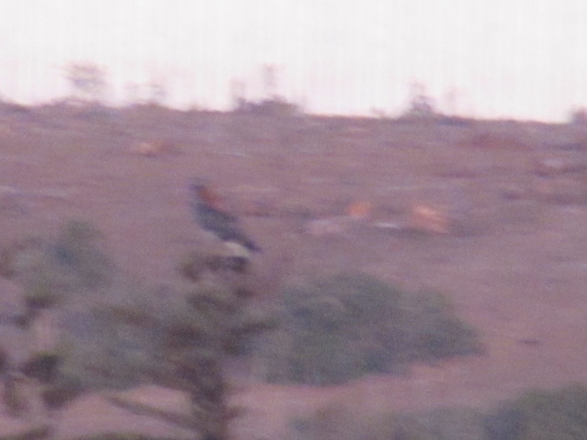 Variable Hawk - ML221791281