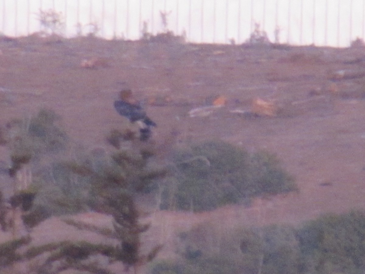 Variable Hawk - ML221791301