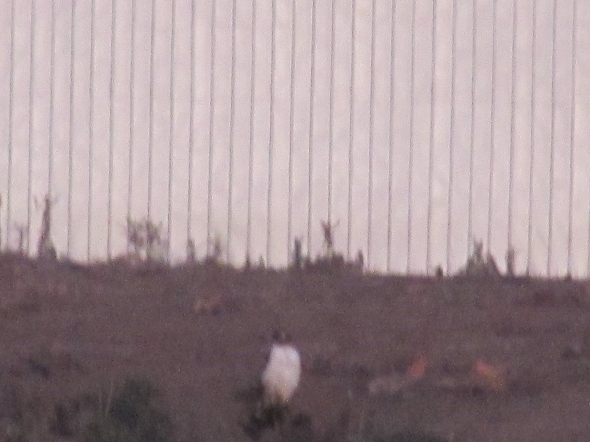 Variable Hawk - ML221791311