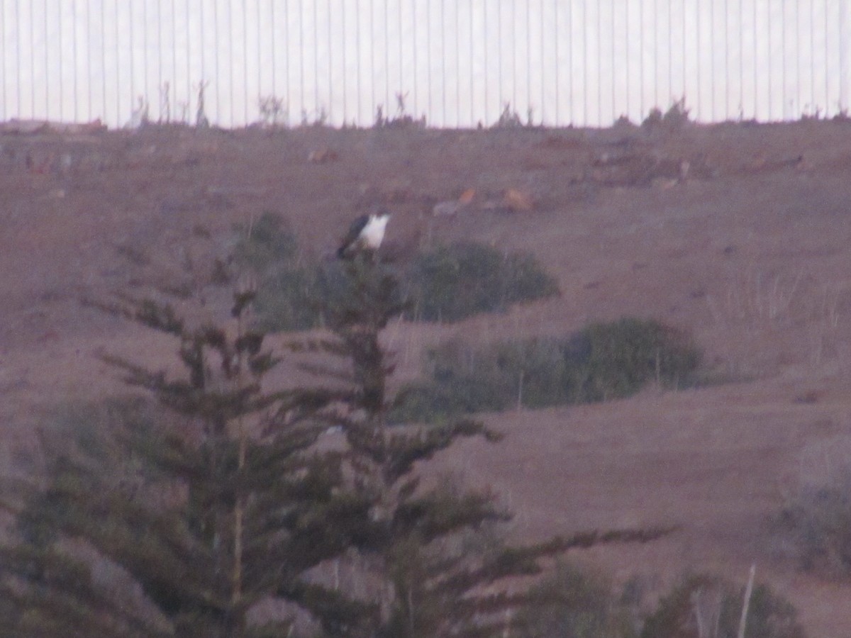 Variable Hawk - ML221791321