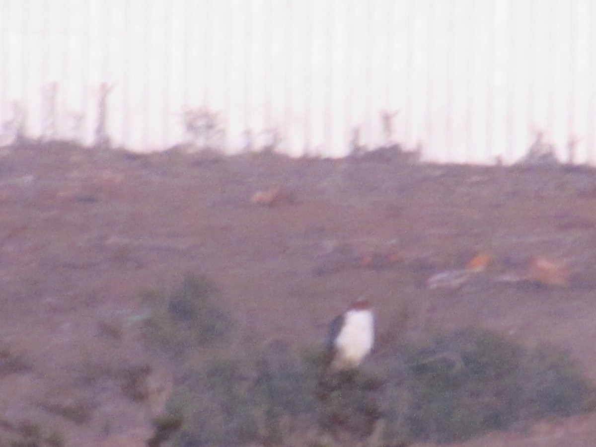 Variable Hawk - ML221791331