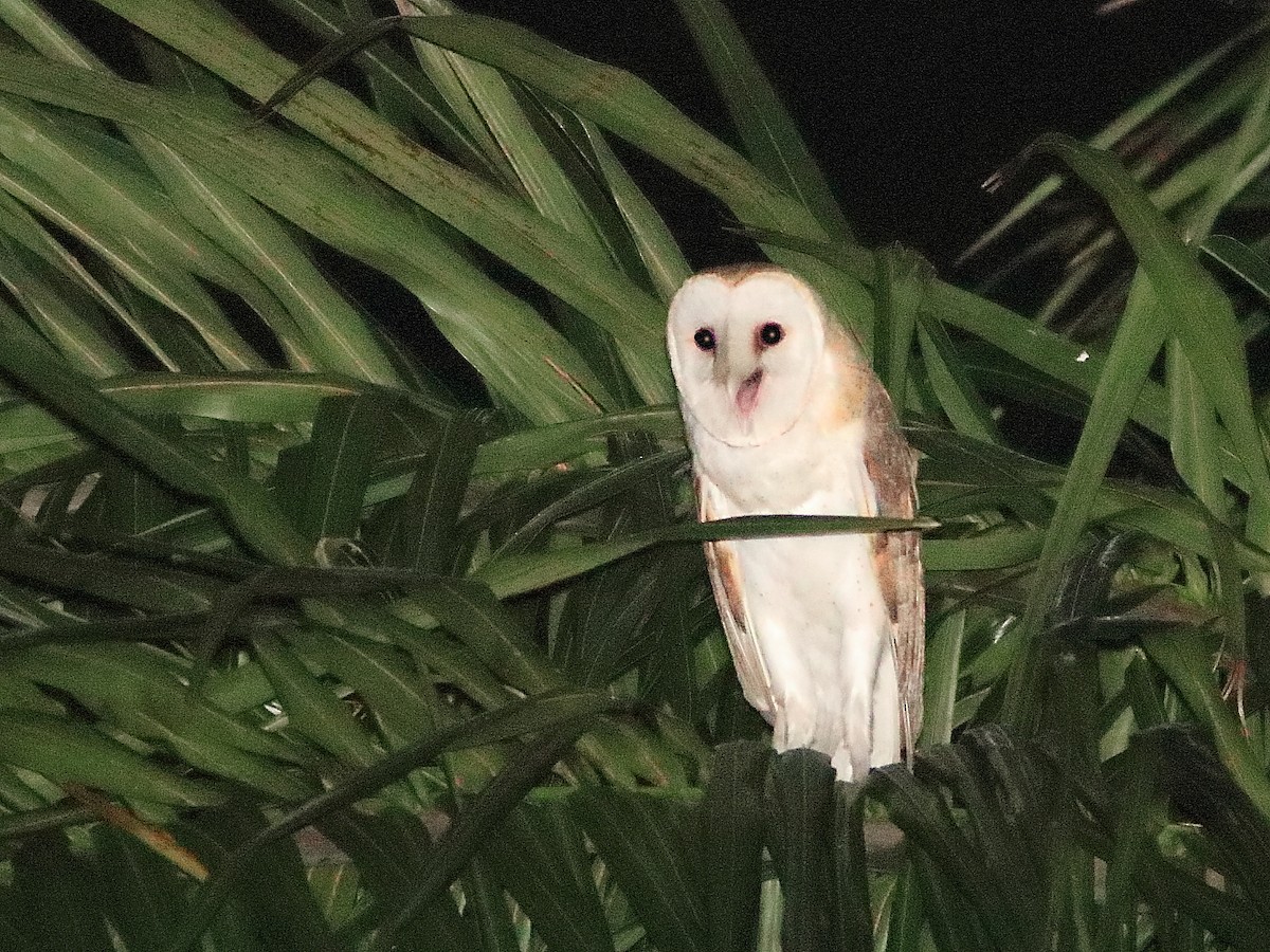 American Barn Owl - ML221793341