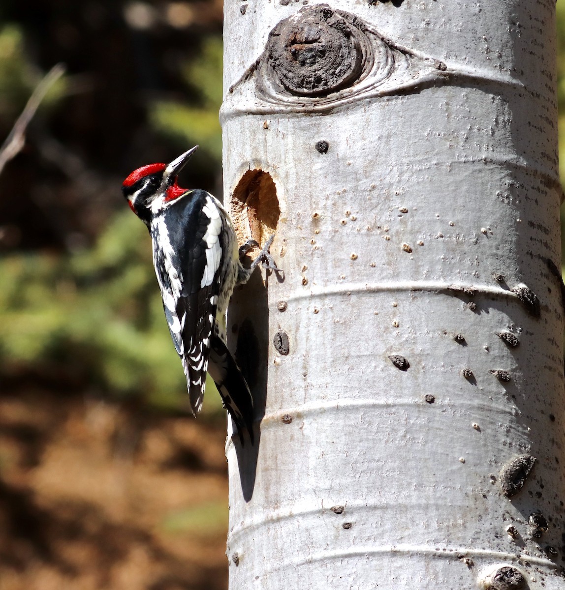 Red-naped Sapsucker - ML221793791