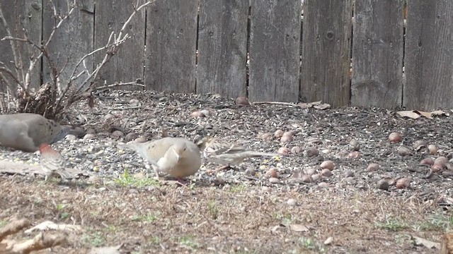 Harris's Sparrow - ML221794911