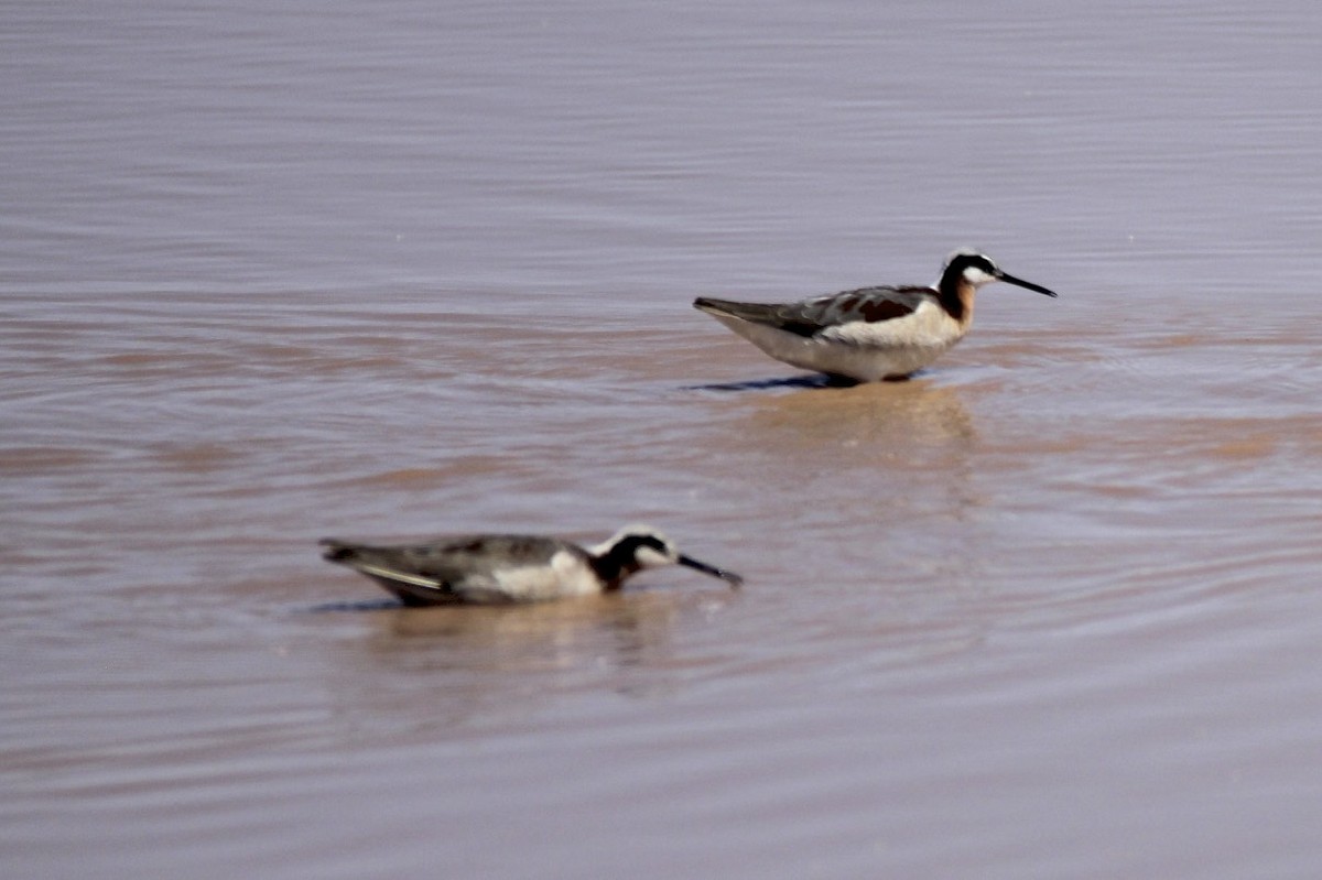 Wilson's Phalarope - David Marjamaa