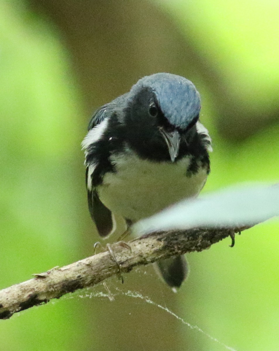 Black-throated Blue Warbler - ML221795561