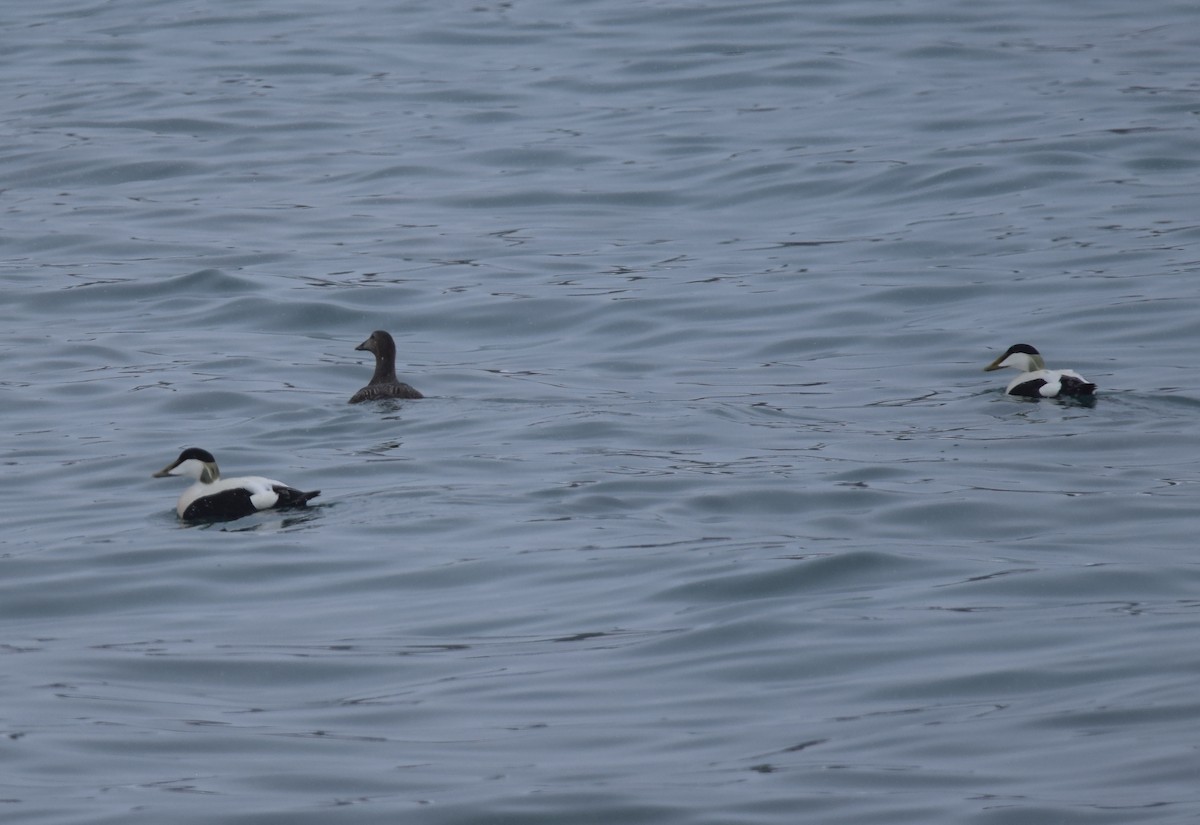 Common Eider - ML221796611