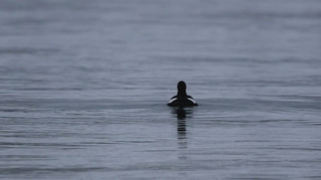 Black Guillemot - ML221796771