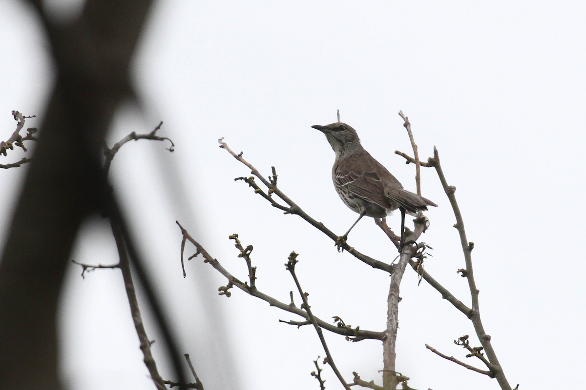 Bahama Mockingbird - ML221798821